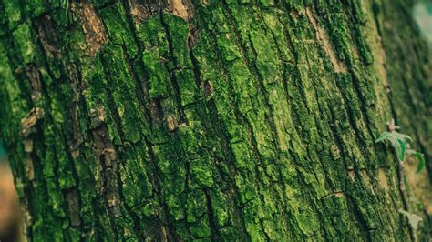 Download wallpaper 1920x1080 moss, bark, tree, surface, relief, green ...
