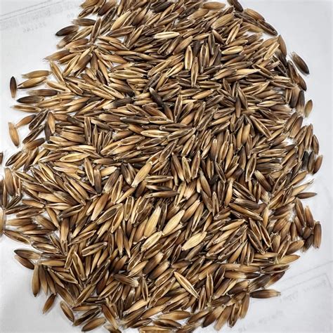 Great Basin Seed