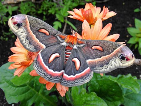 Different Types Of Moth