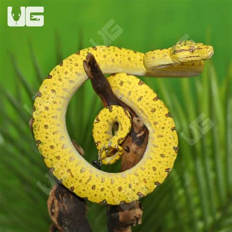 Image result for Biak Green Tree Python
