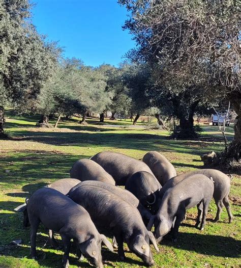 IBÉRICOS VÁZQUEZ (2026) All You Need to Know BEFORE You Go (with Photos ...