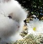 Image result for Baby Dwarf Lionhead Bunnies