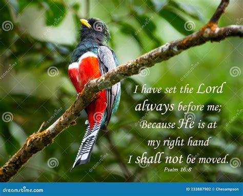 Beautiful Peaceful Psalm Quotation with a Tropical Bird in the ...