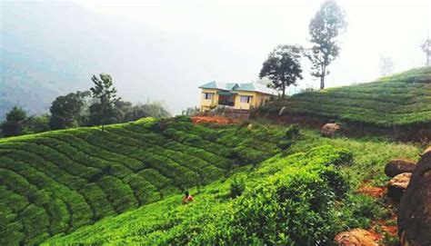 11 Exotic Homestays In Coonoor For That Perfect Stay In 2023