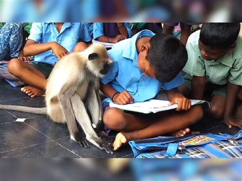 Government school student now normal with langur who attend class daily ...