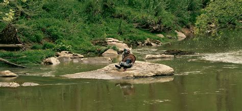 Bearded Thunder in the Keystone State | Turkey Hunting in Pennsylvania ...