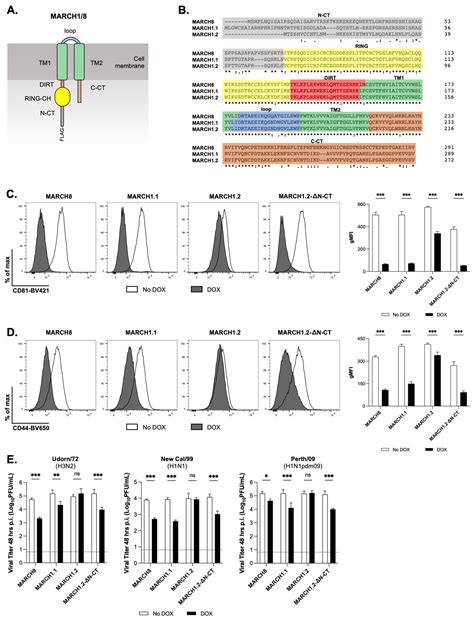 Isoforms of Human MARCH1 Differ in Ability to Restrict Influenza A ...