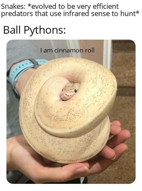 Image result for Python Chat Bot Meme