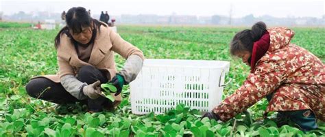 达州市人民政府_乡村信息_春耕播种好时节 蔬菜基地育苗忙