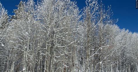 Exploding Tree Trick 的图像结果
