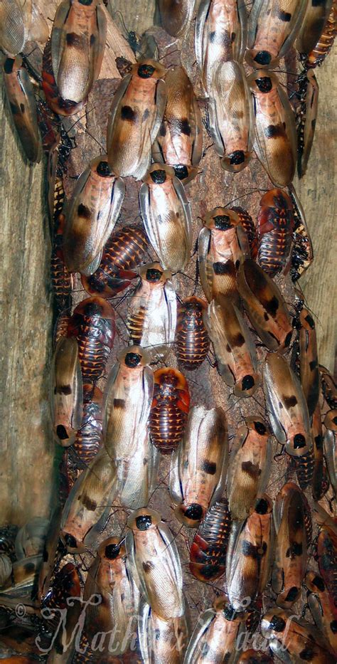 Image result for Tree Cockroach