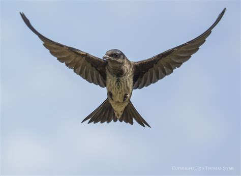 Purple Martin in flight - Small Sensor Photography by Thomas Stirr