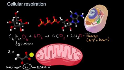 Image result for Cellular Rspiration Explained
