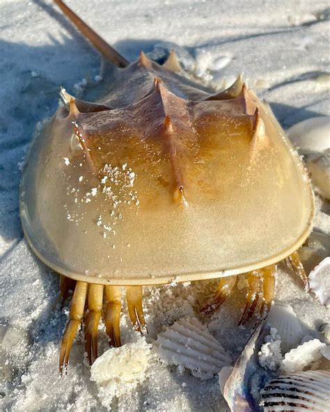 Horseshoe Crab Eyes