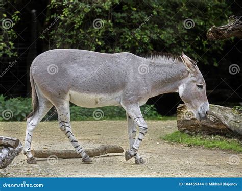 African wild donkey 12 stock photo. Image of longeared - 104469444