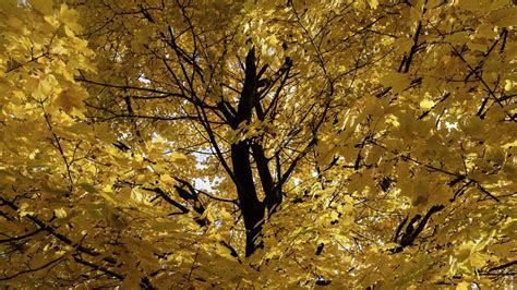 Wallpaper tree, leaves, yellow, autumn hd, picture, image