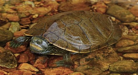 7 Differences Between Wild and Captive Map Turtle Breeding - Voyo Pets