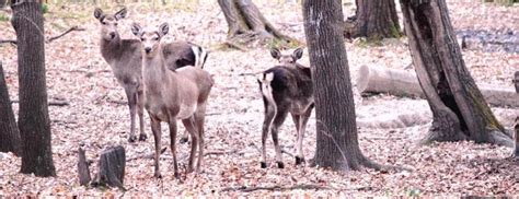 Challenges galore for Monarch of the Glen: Hangul fawn-hind ratio ...