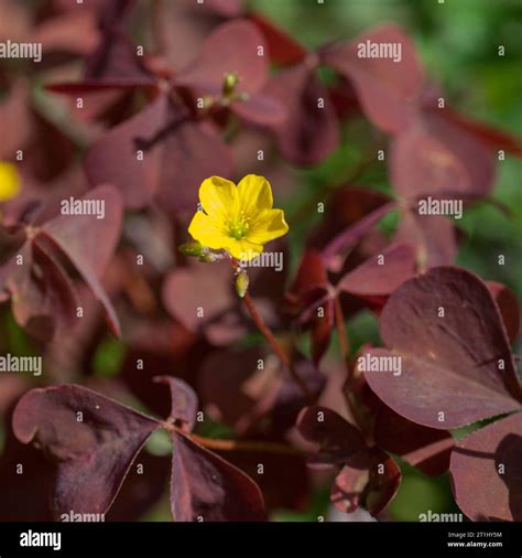 YELLOW OXALIS creeping wood-sorrel Stock Photo - Alamy