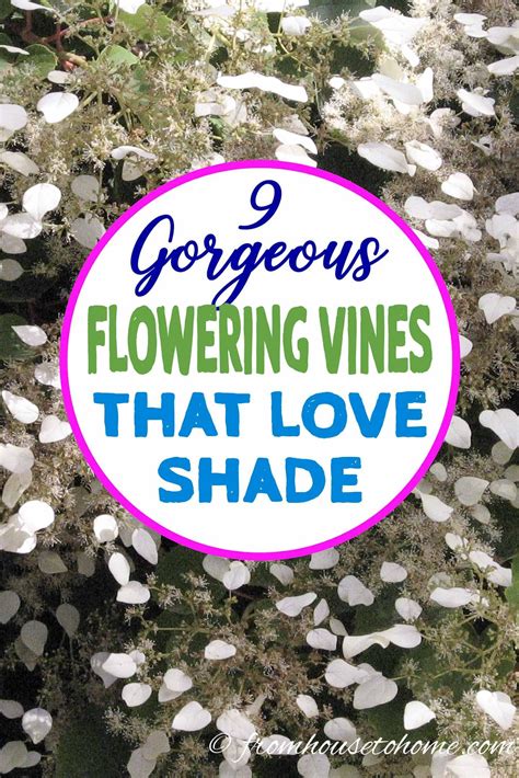 9 Gorgeous Shade-Loving Perennial Vines for Your Garden