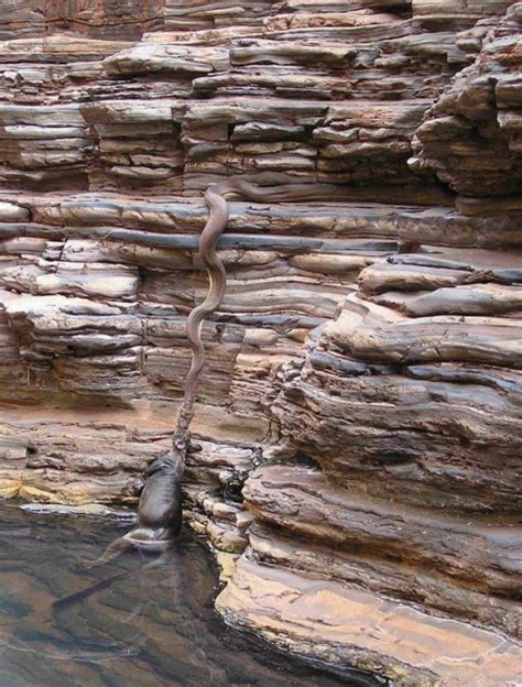 Image result for Monte Python Fish