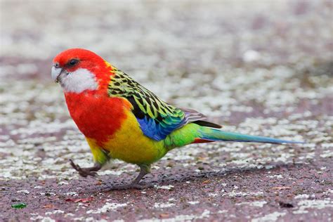 Perruche omnicolore (Platycercus eximius) - Oiseaux exotiques