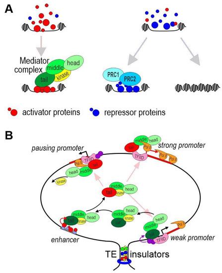 Mechanisms of Interaction between Enhancers and Promoters in Three ...
