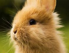 Image result for Spring Bunnies Desktop