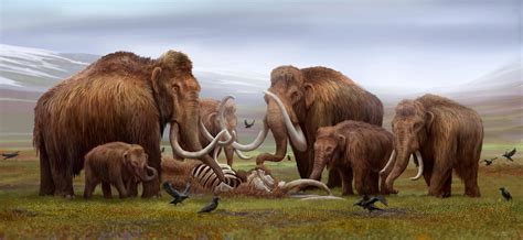 As true elephants, it is likely that Woolly mammoths showed complex social and emotional ...