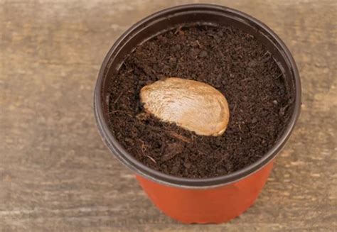 Image result for Mango Sprouting