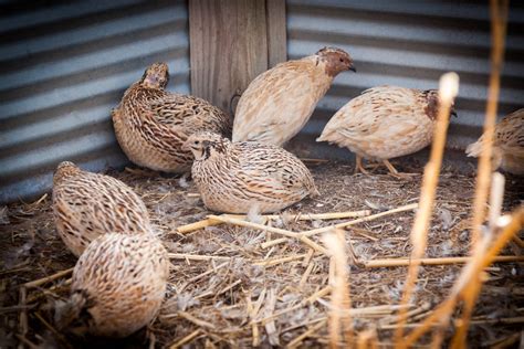 Buy Live Quail For Sale In Kansas | Kansas Game Birds
