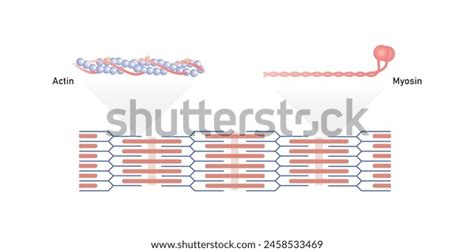 Image result for Actin Polymerization Process
