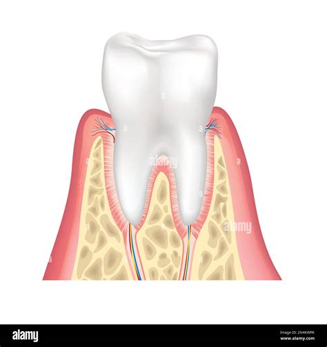 Tooth anatomy. Healthy teeth structure. Dental medical vector illustration Stock Vector Image ...