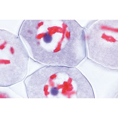 Plant Cell Microscope Slides 的图像结果