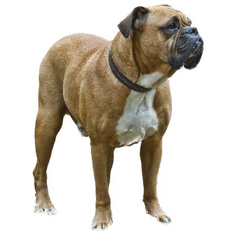 Valley Bulldog - Dog Breed Guide