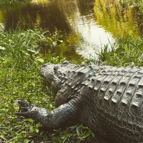 Exploring the Unique Wildlife and Nature of the Everglades National ...
