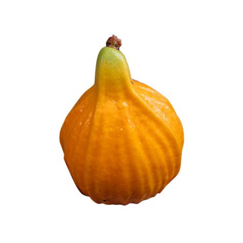 Giant Mulchi Fruit Plants (Plinia Inflata "Giant") – veliyathgardens