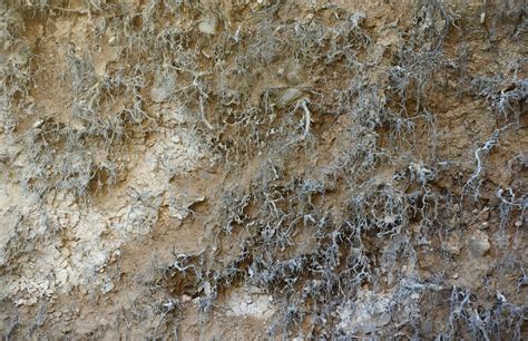 Earth Dirt 的图像结果