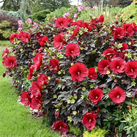Hibiscus: Unveiling the Beauty - Flowerland
