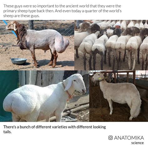 Fat-Tailed Sheep - Media Chomp