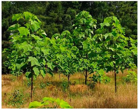 Materials | Special Issue : Trends on the Wood Materials and Technologies