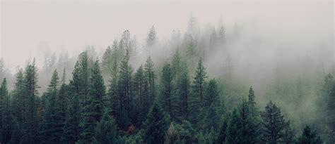 Null & Son Funeral Home | Rolla, MO