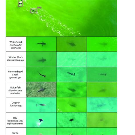 Non Normal Distribution Examples 的图像结果
