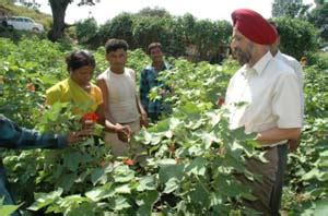 Farmers Business Groups: Livelihood Solution to Cotton Seed Producers ...