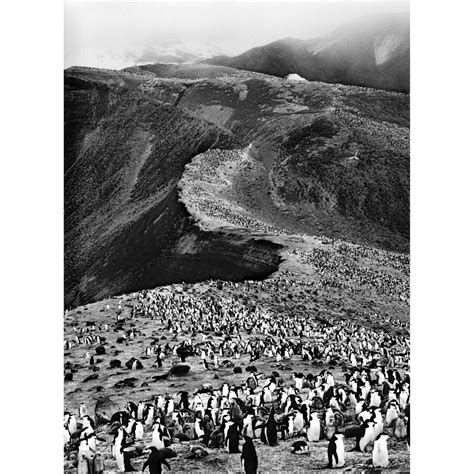 Chinstrap Penguins (Pygoscelis Antarctica), Deception Island ...