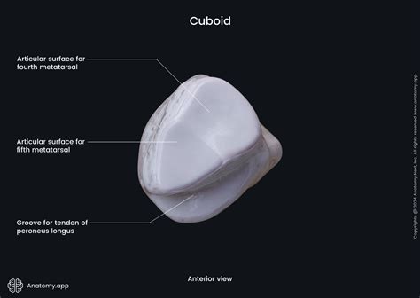 Cuboid bone | Anatomy.app