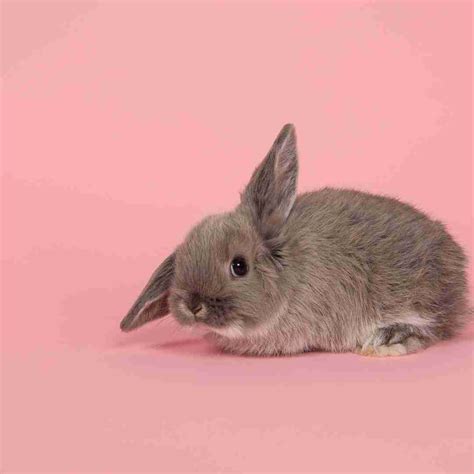 Are Rabbits Good Pets For 13 Year Olds at Caitlyn Lavater blog