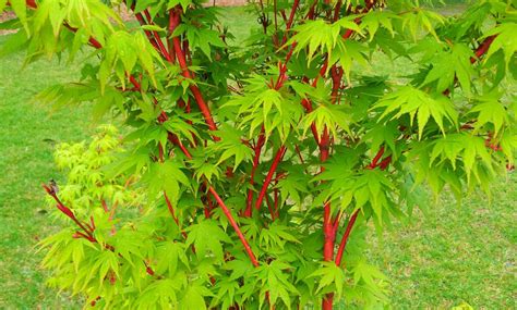 Acer 'Senkaki/Coral Bark' Japanese Maple 8" Pot - Hello Hello Plants ...