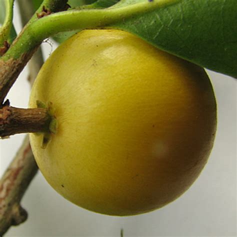 Macarandiba Fruit Plant (Pouteria procera): A Tropical Delight for You ...