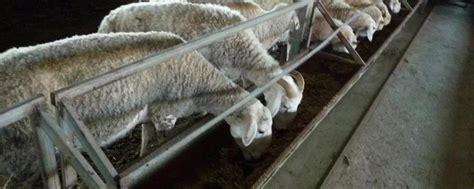 羊饲料配方，养殖羊的注意事项 - 农敢网
